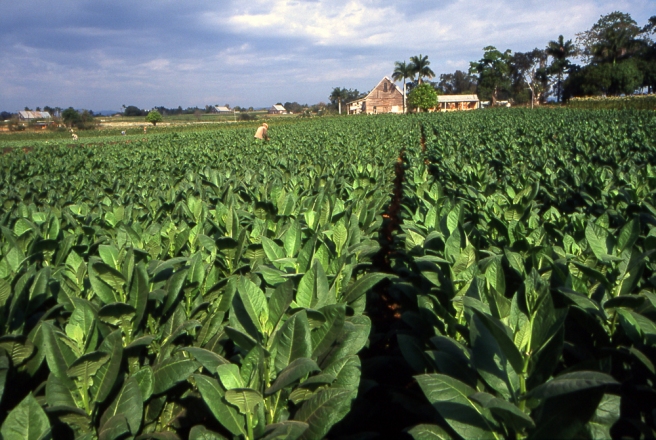 Tobacco Fields in Malawi. Wikipedia Commons.